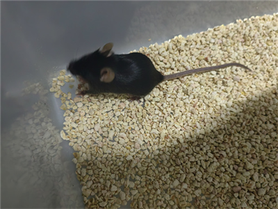 C57BL/6J小鼠玻璃體注射方法