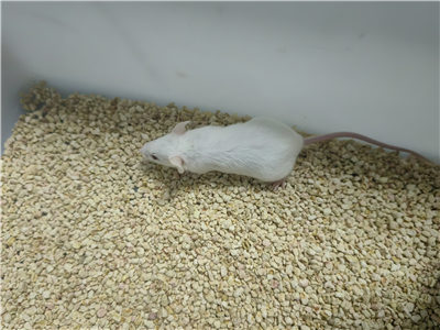 潰瘍性結腸炎動物模型